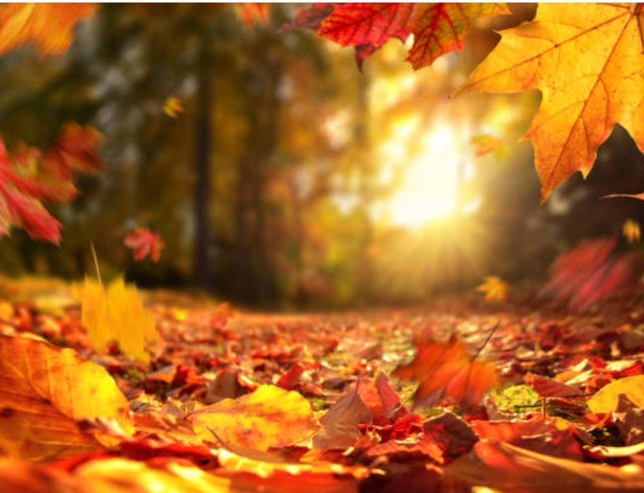Fall | Autumn Essentials
