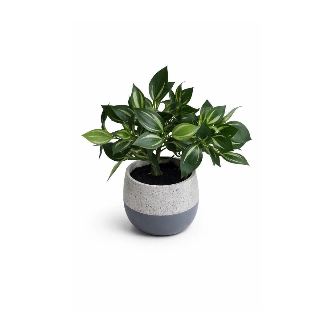 Artificial Short Branch Pothos Leaf with Cement Pot