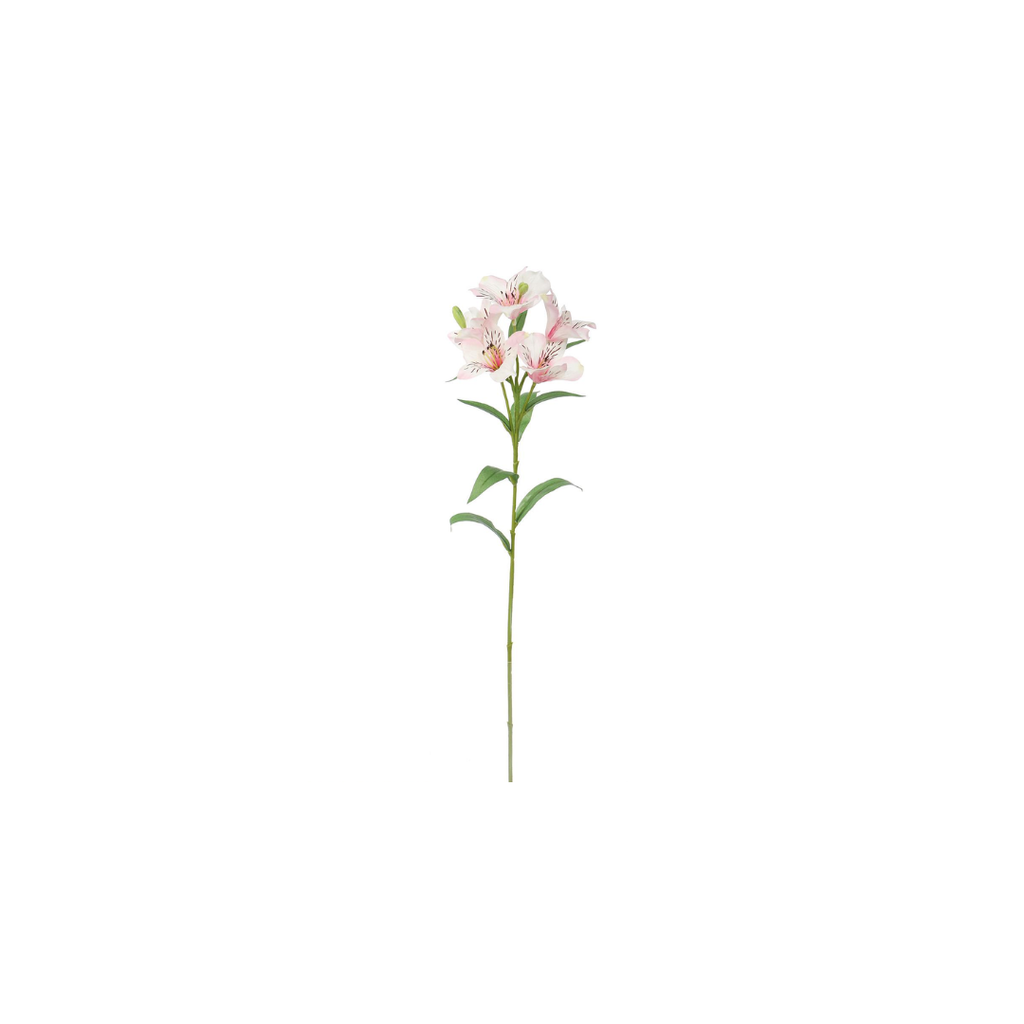Alstromeria Spray | 62cm