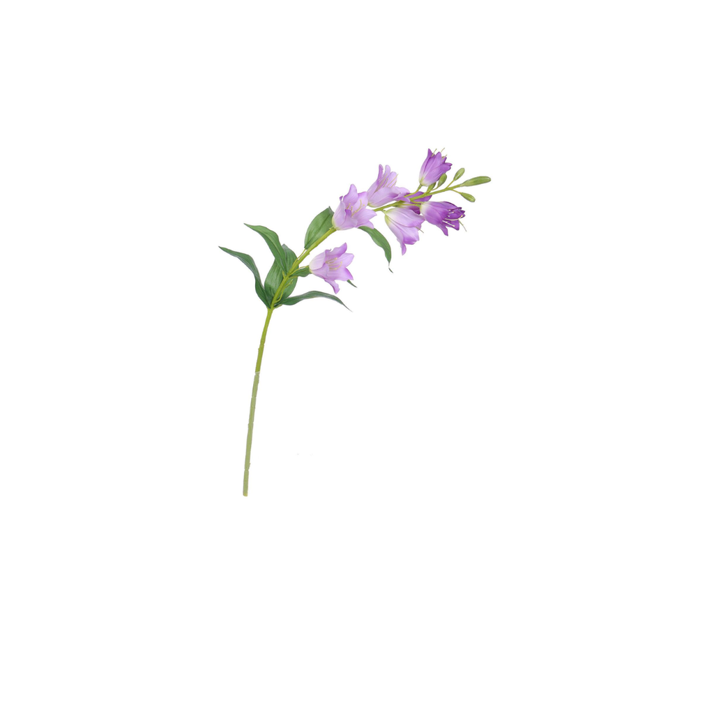Campanula | 71cm