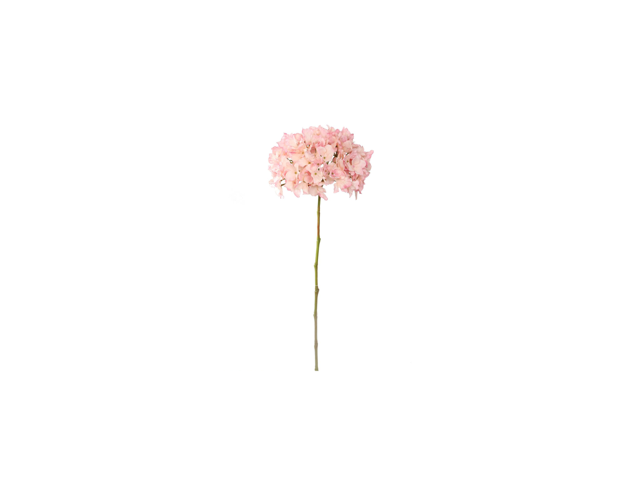 Single Hydrangea | 65cm
