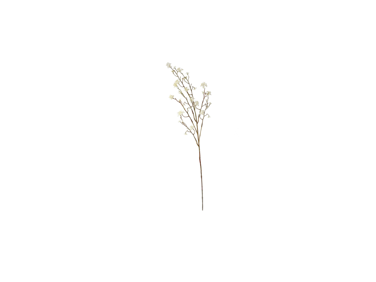 Lime Spray | 85cm