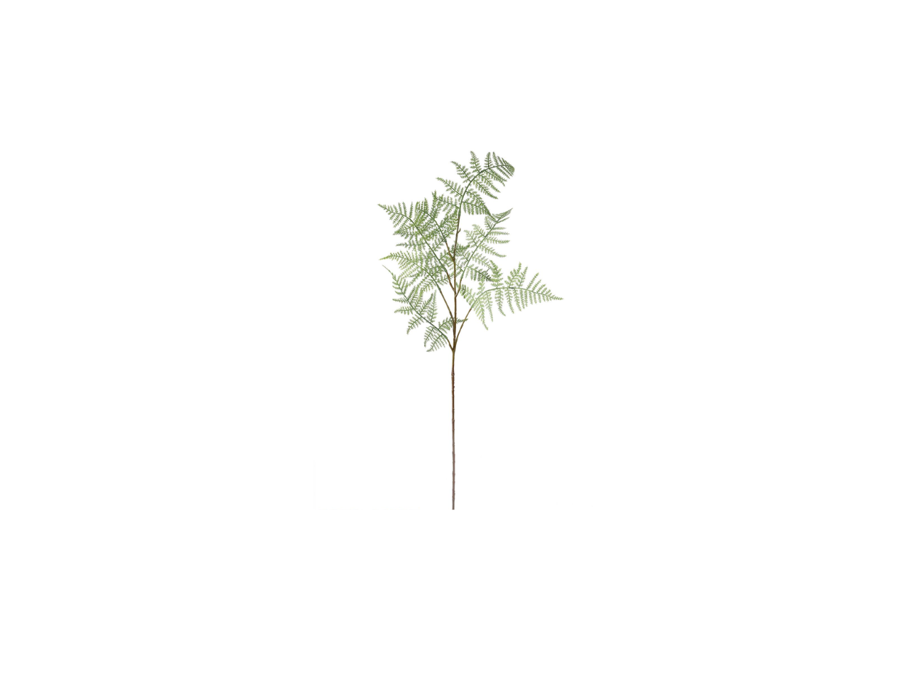 Cupressus Leaf | 88cm