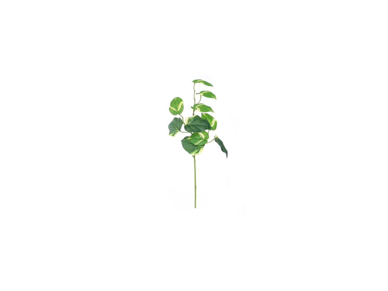 Pothos Spray | 71cm