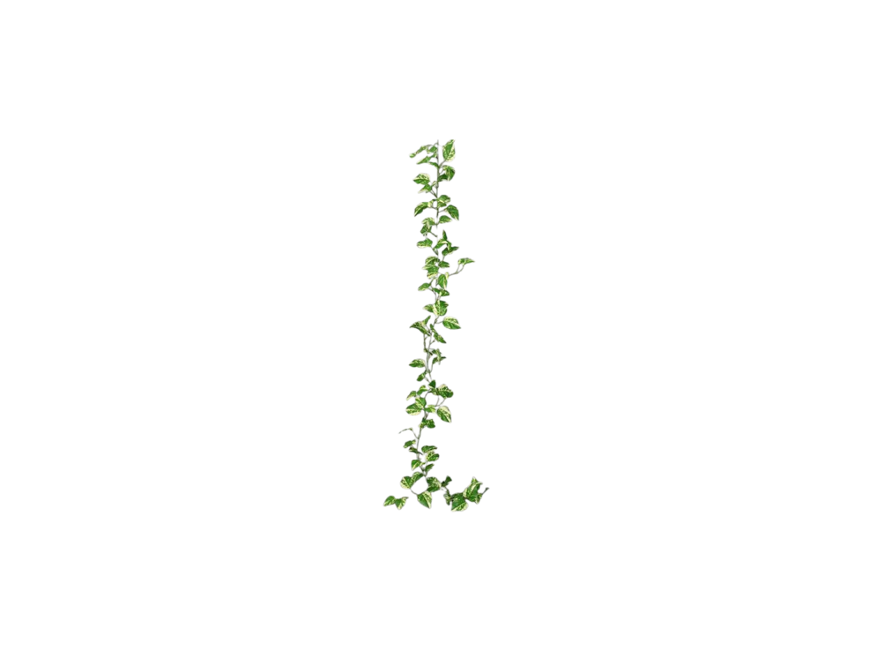 Pothos Garland | 1.8M