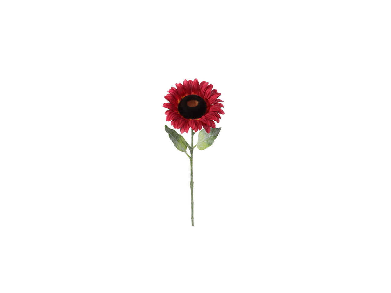 Single Sunflower | 50cm