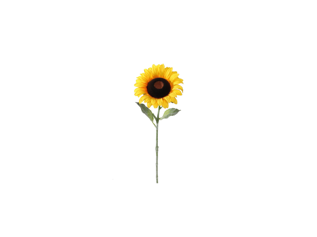 Single Sunflower | 50cm