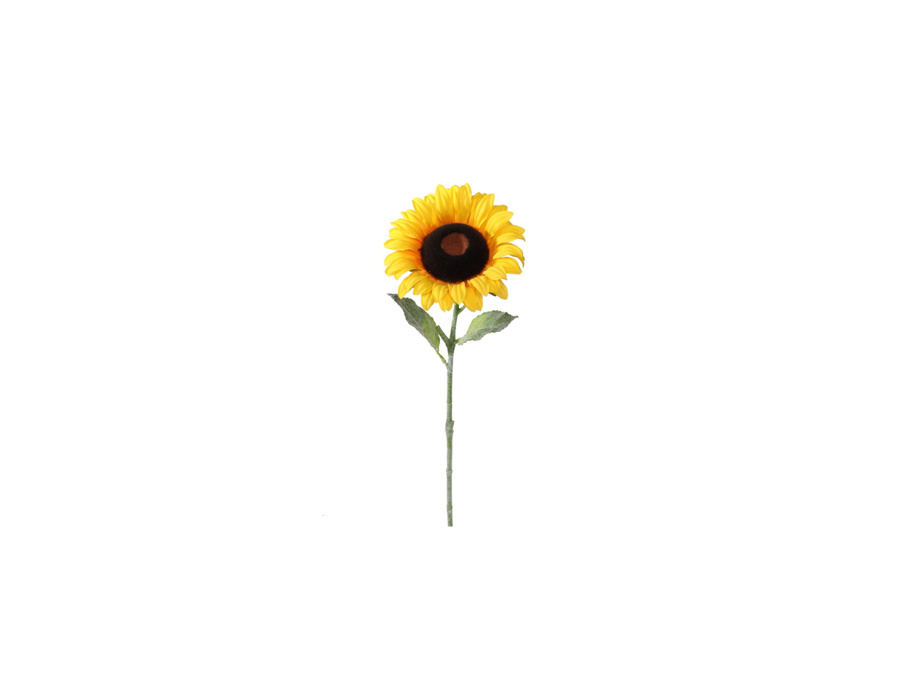 Single Sunflower | 50cm