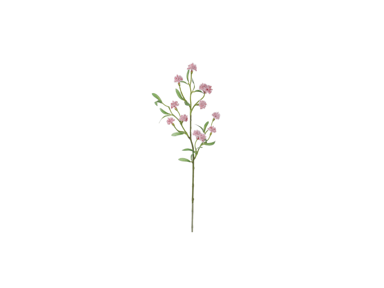 Thalictrum Spray | 70cm