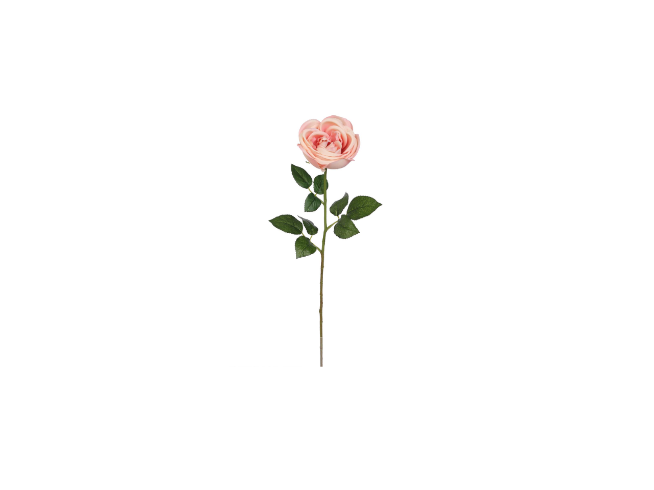 Single Rose | 60cm