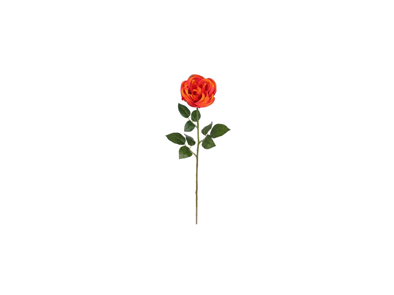 Single Rose | 60cm