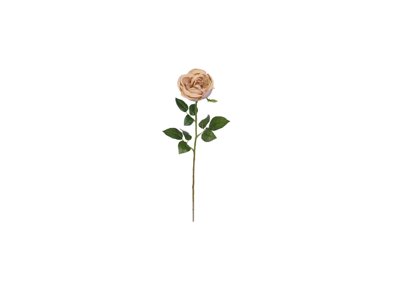 Single Rose | 60cm