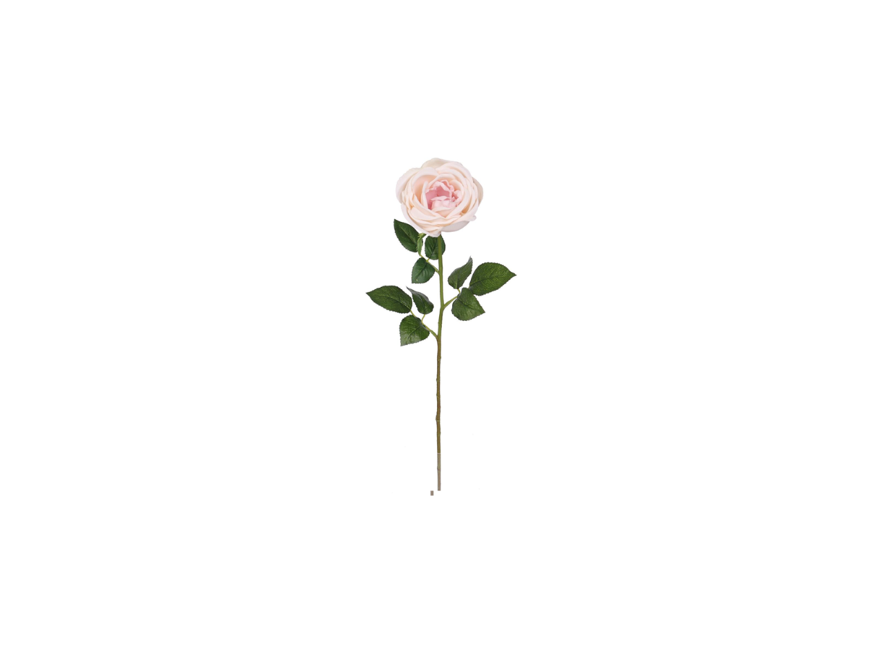 Single Rose | 60cm