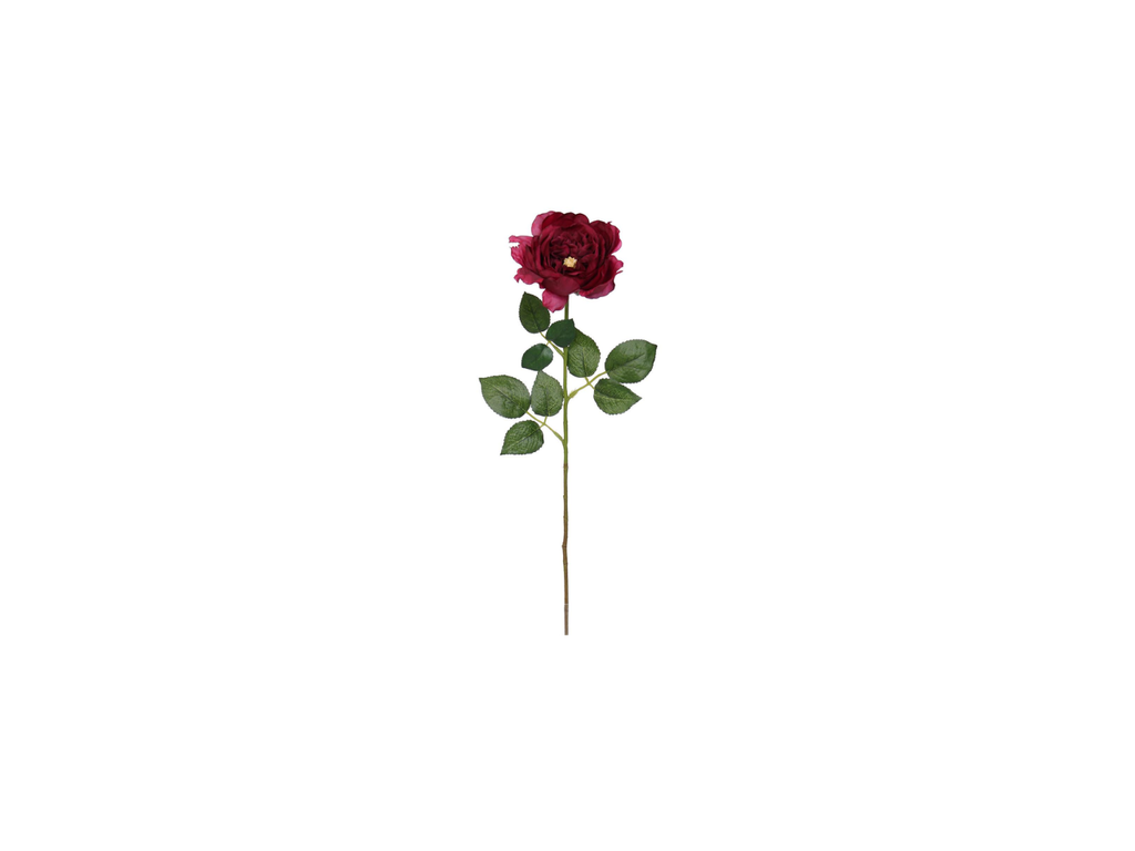 Single English Rose | 59cm