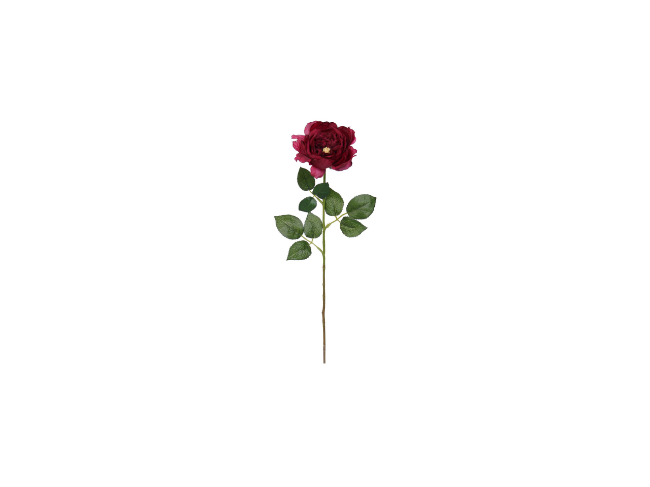 Single English Rose | 59cm