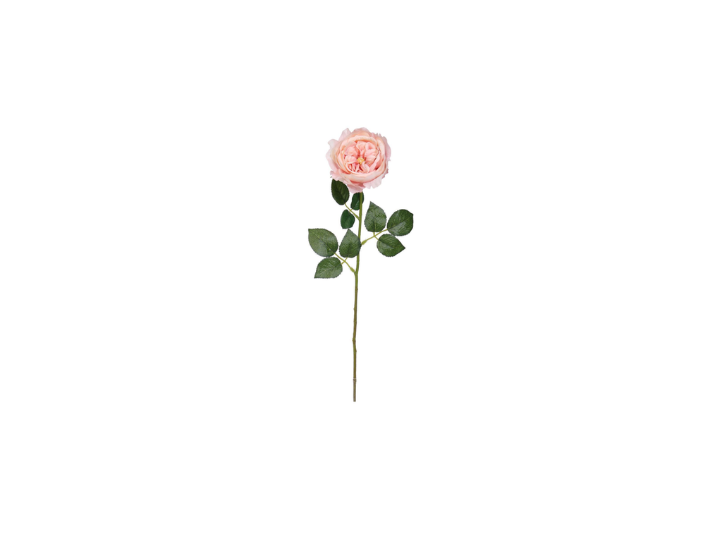 Single English Rose | 59cm