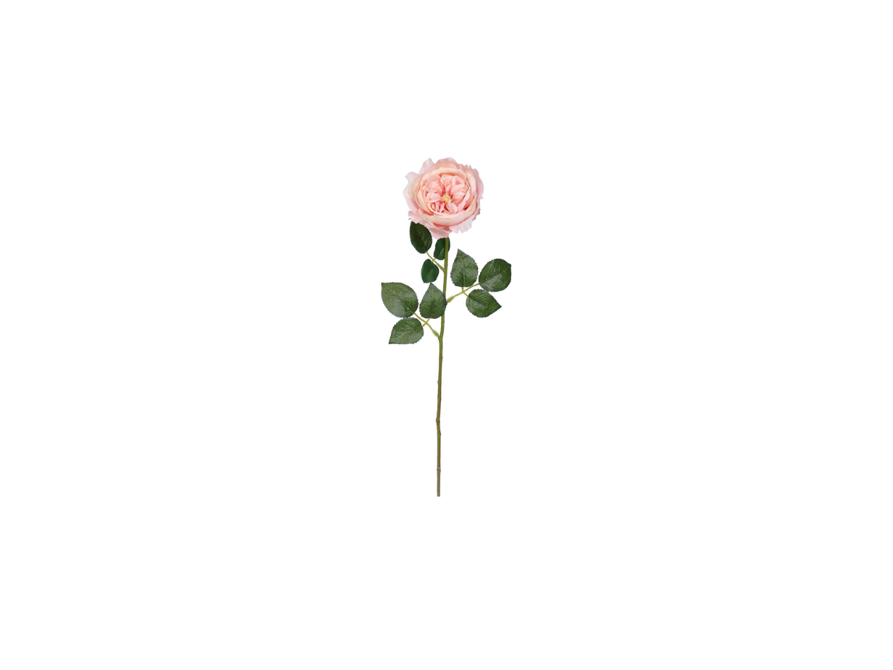 Single English Rose | 59cm