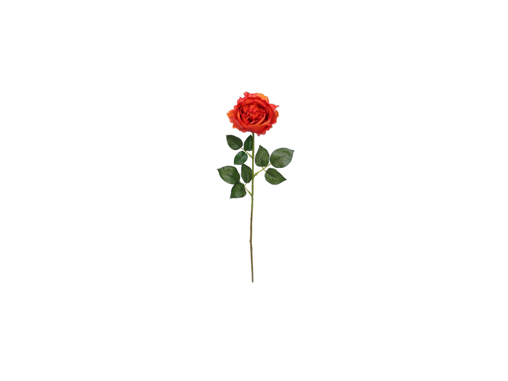 Single English Rose | 59cm