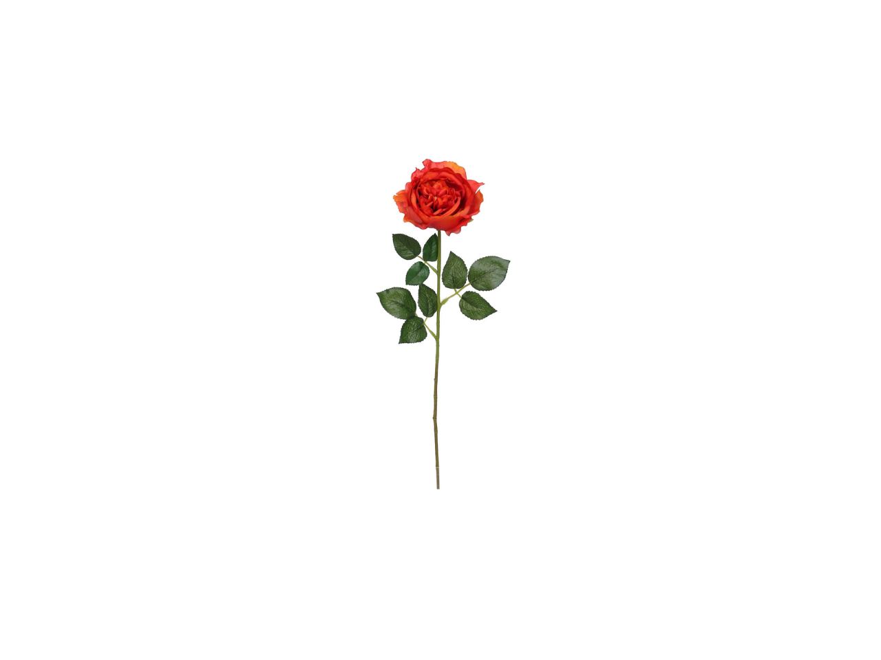 Single English Rose | 59cm