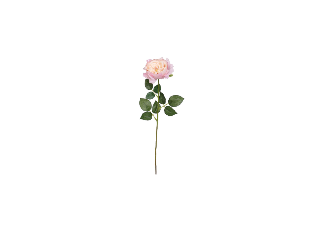 Single English Rose | 59cm