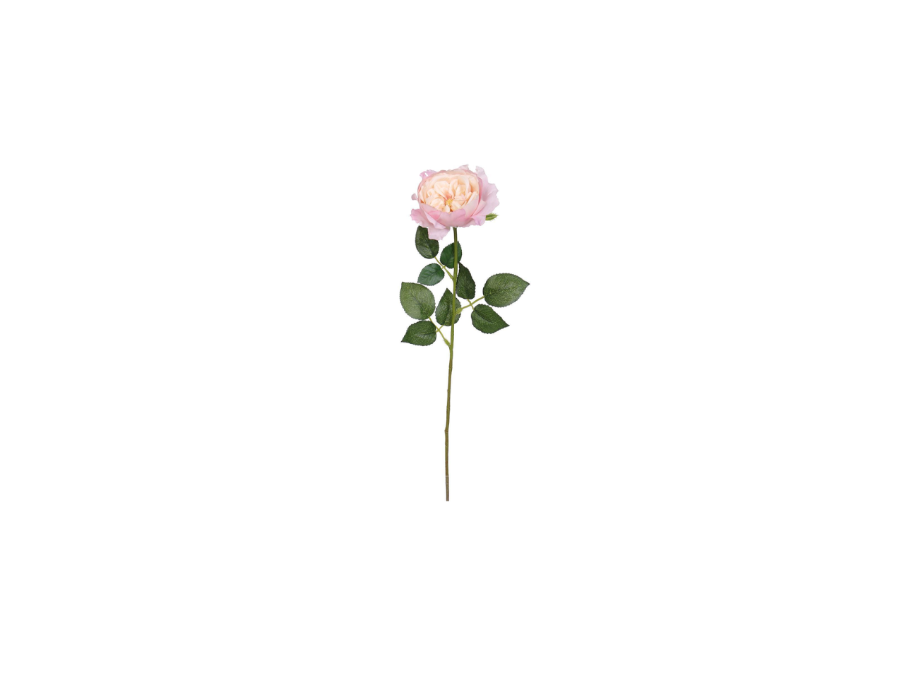Single English Rose | 59cm