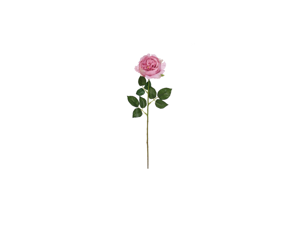 Single English Rose | 59cm