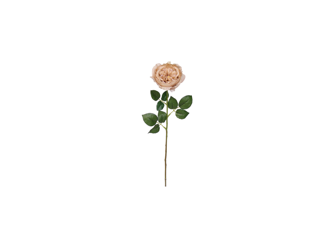 Single English Rose | 59cm