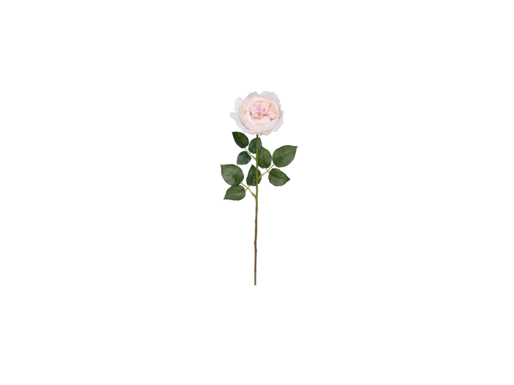 Single English Rose | 59cm