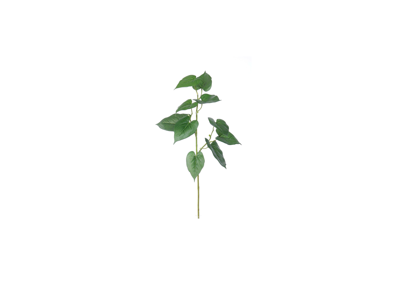 Anthurium Leaves Spray