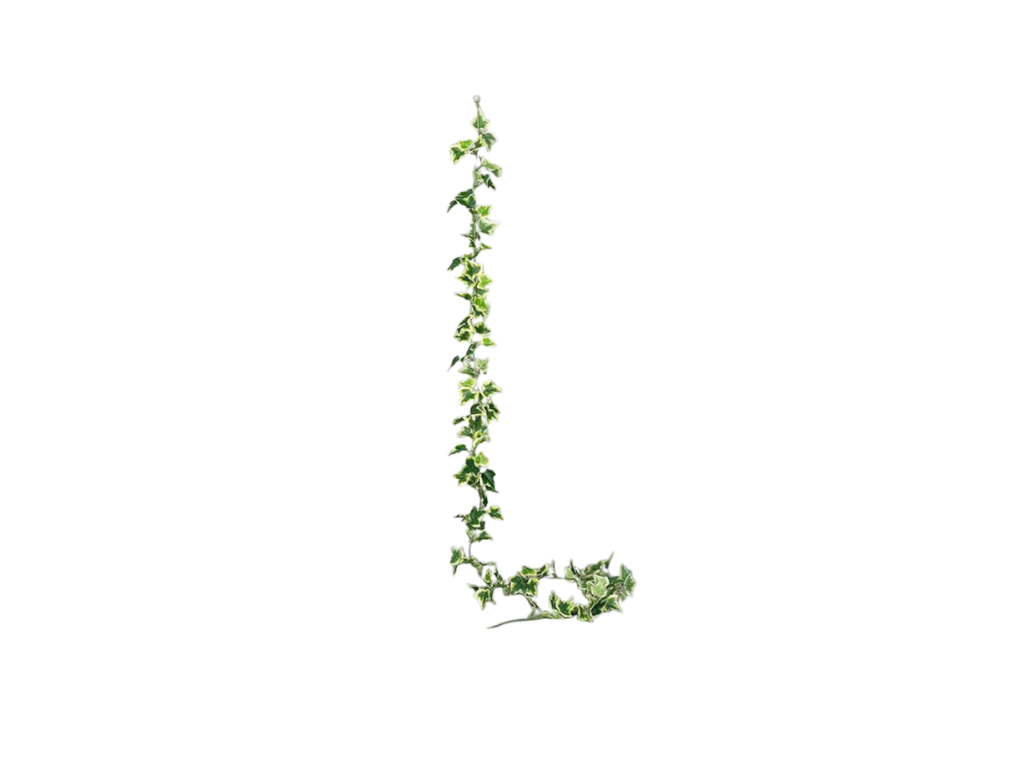 Printing Evergreen Ivy Garland | 1.8M