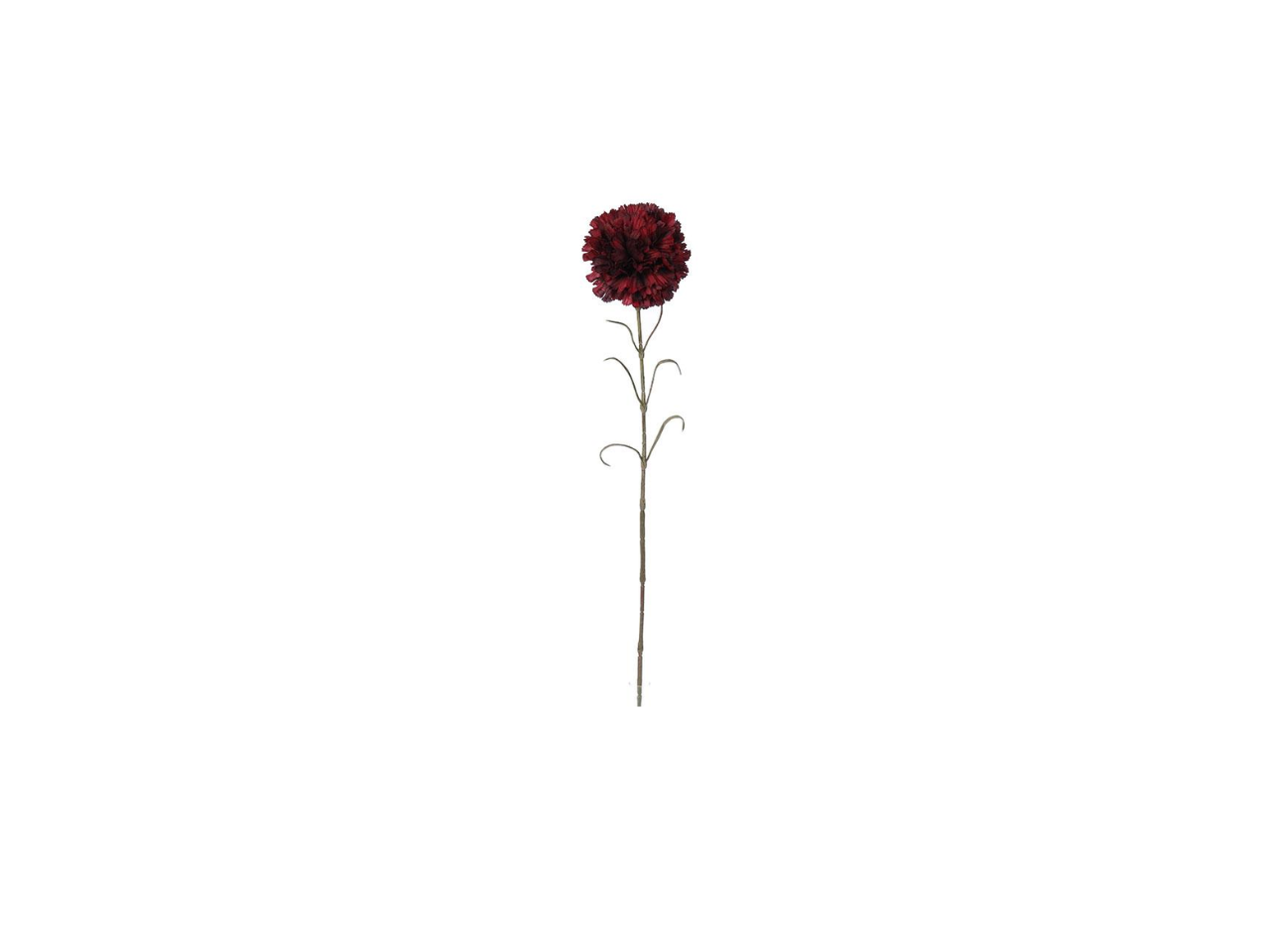 Single Carnation | 66cm