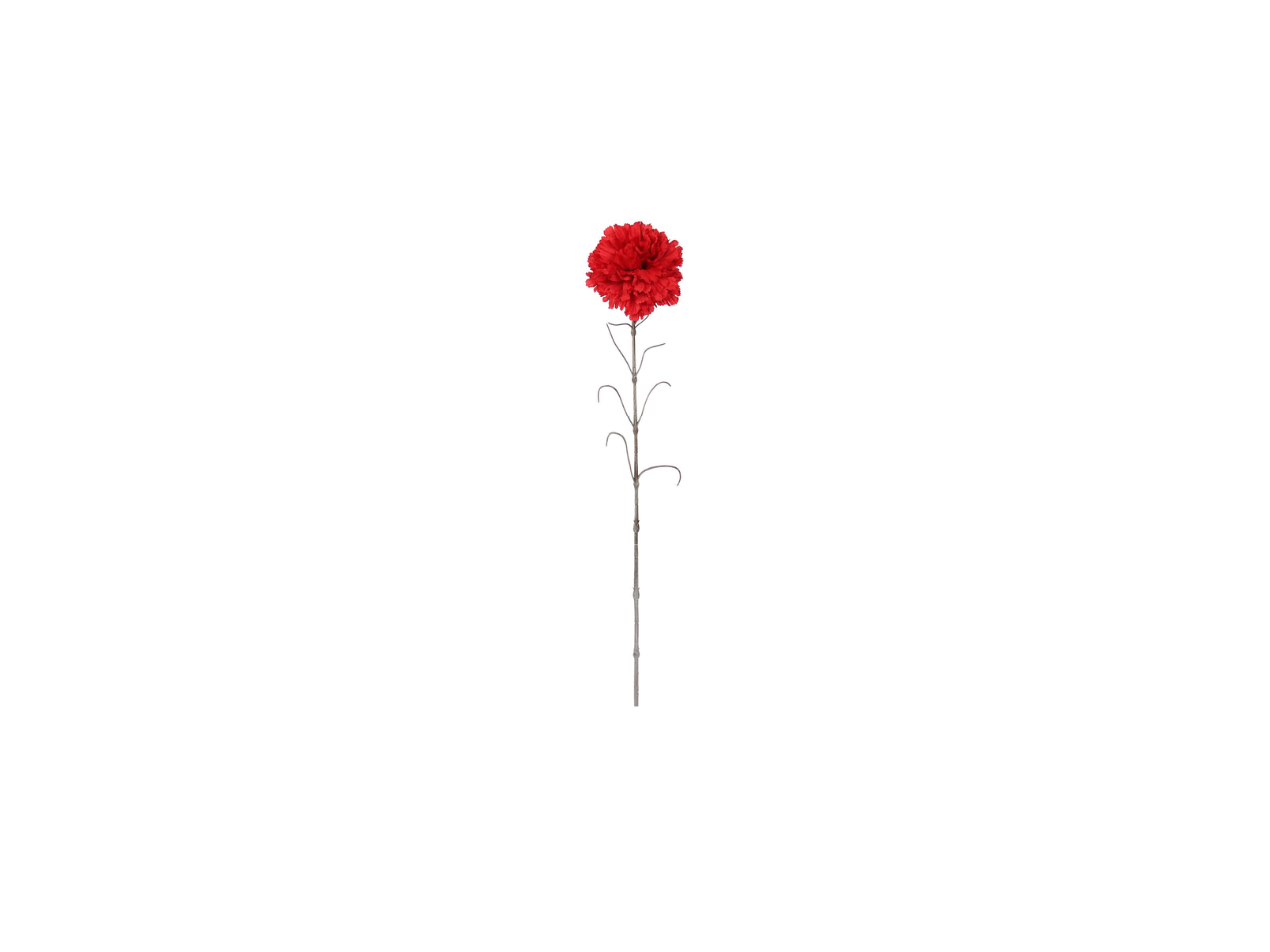 Single Carnation | 66cm