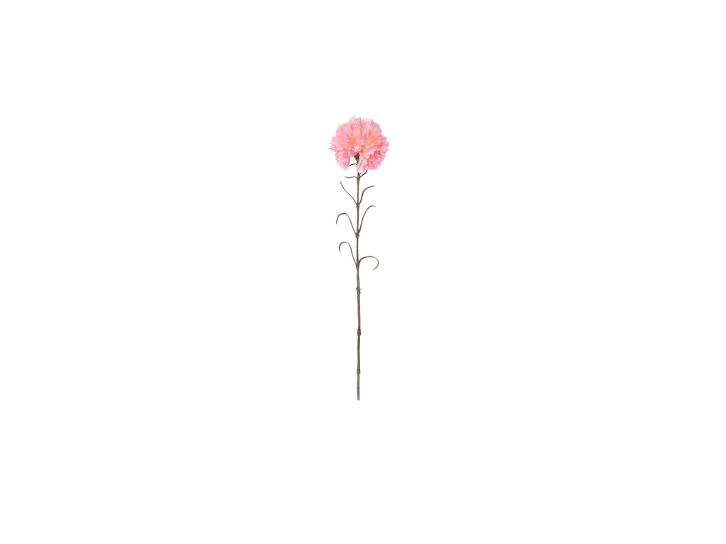 Single Carnation | 66cm