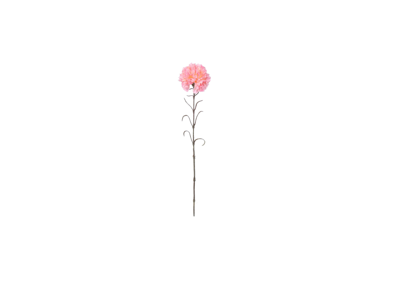 Single Carnation | 66cm