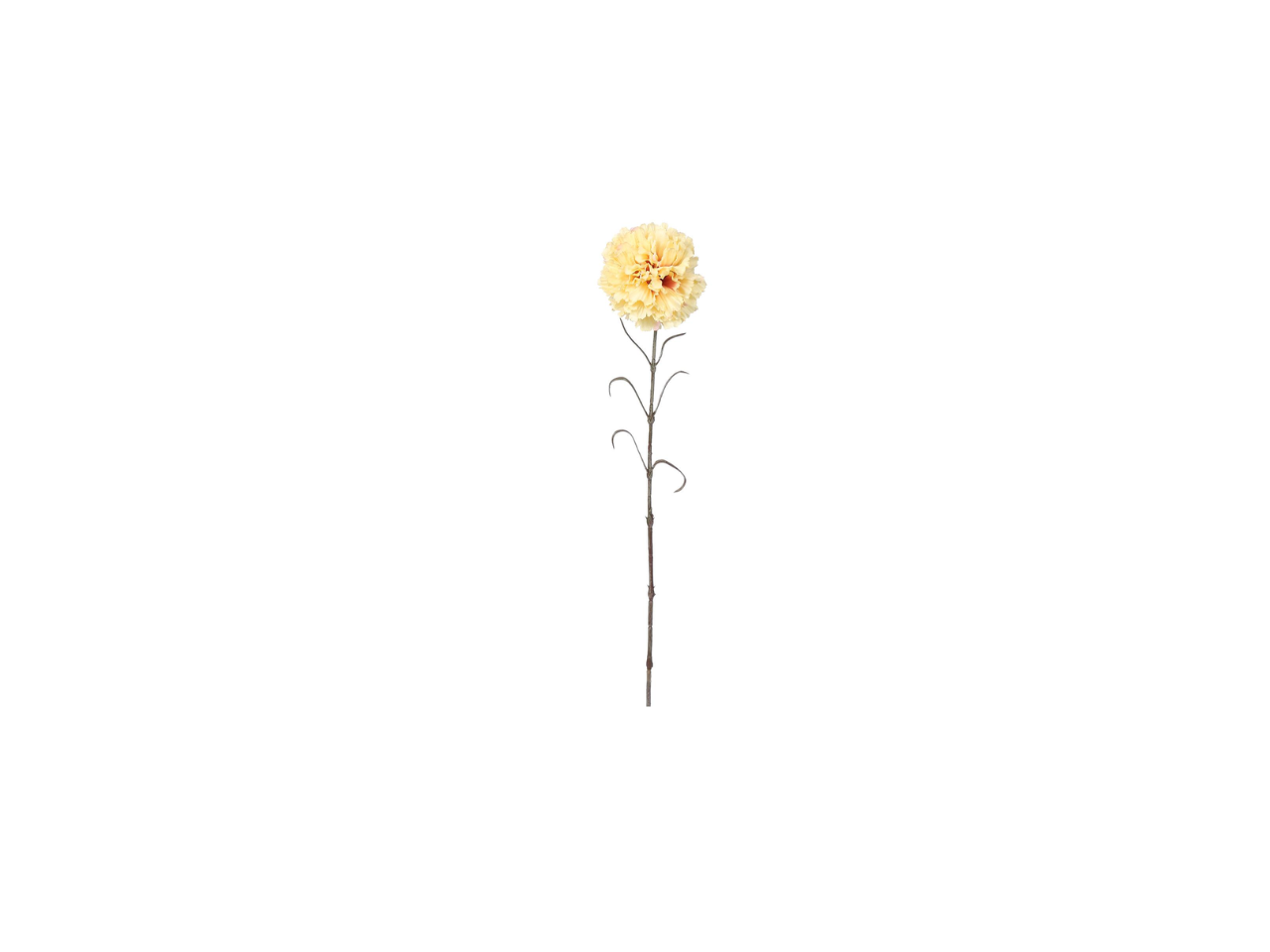 Single Carnation | 66cm