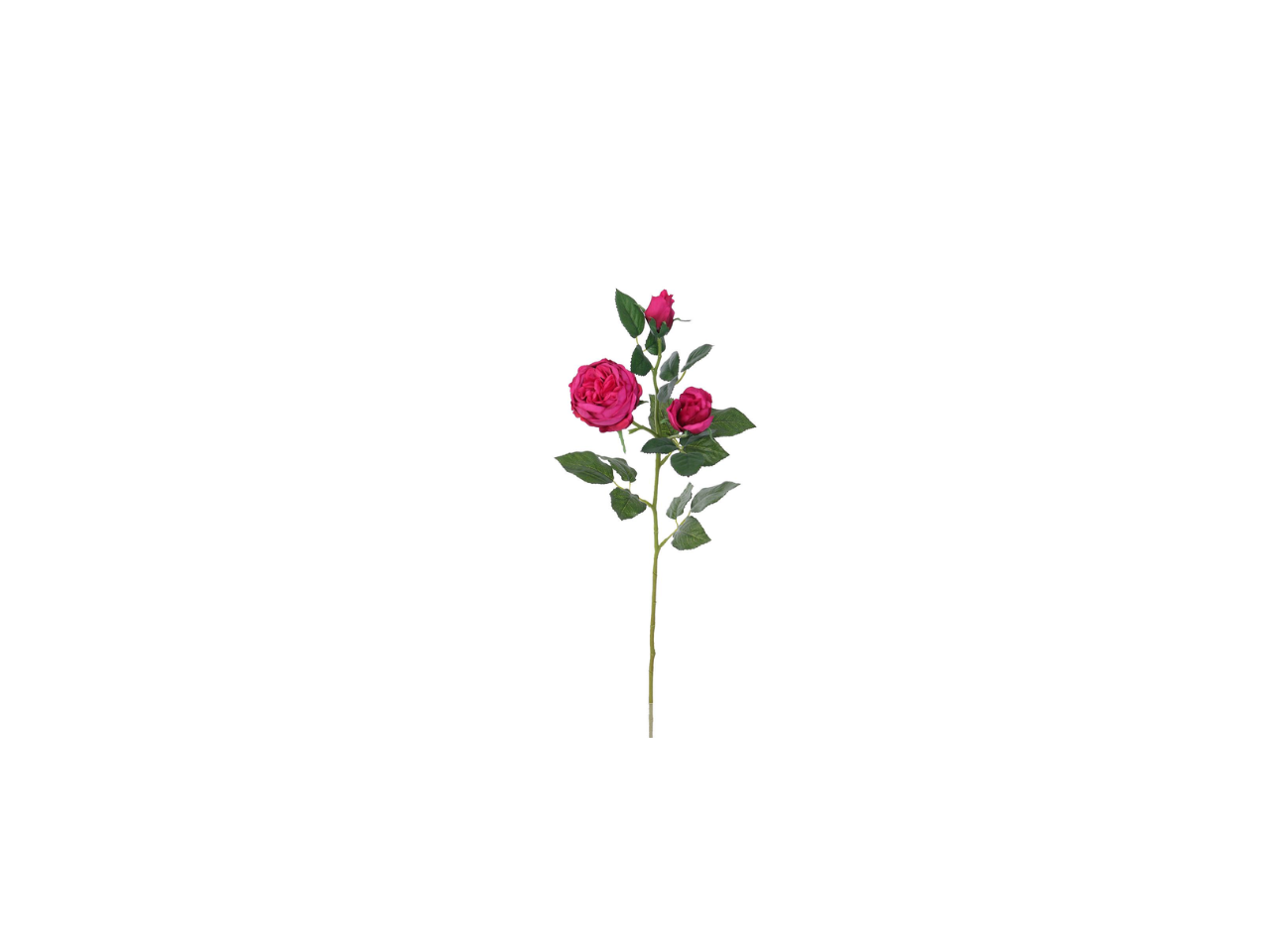 English Rose Spray | 64cm