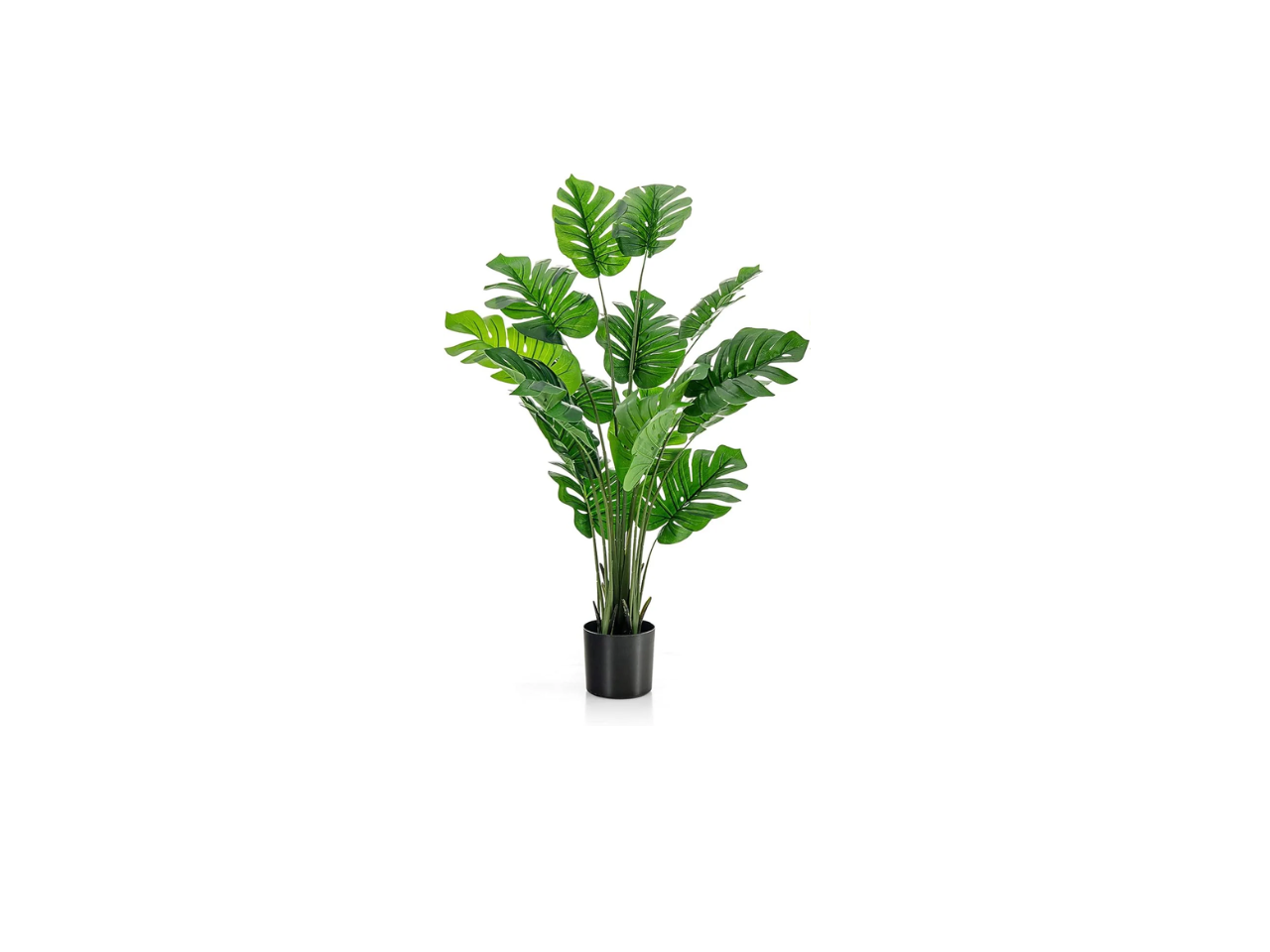 Single Stem Monstera | 70cm