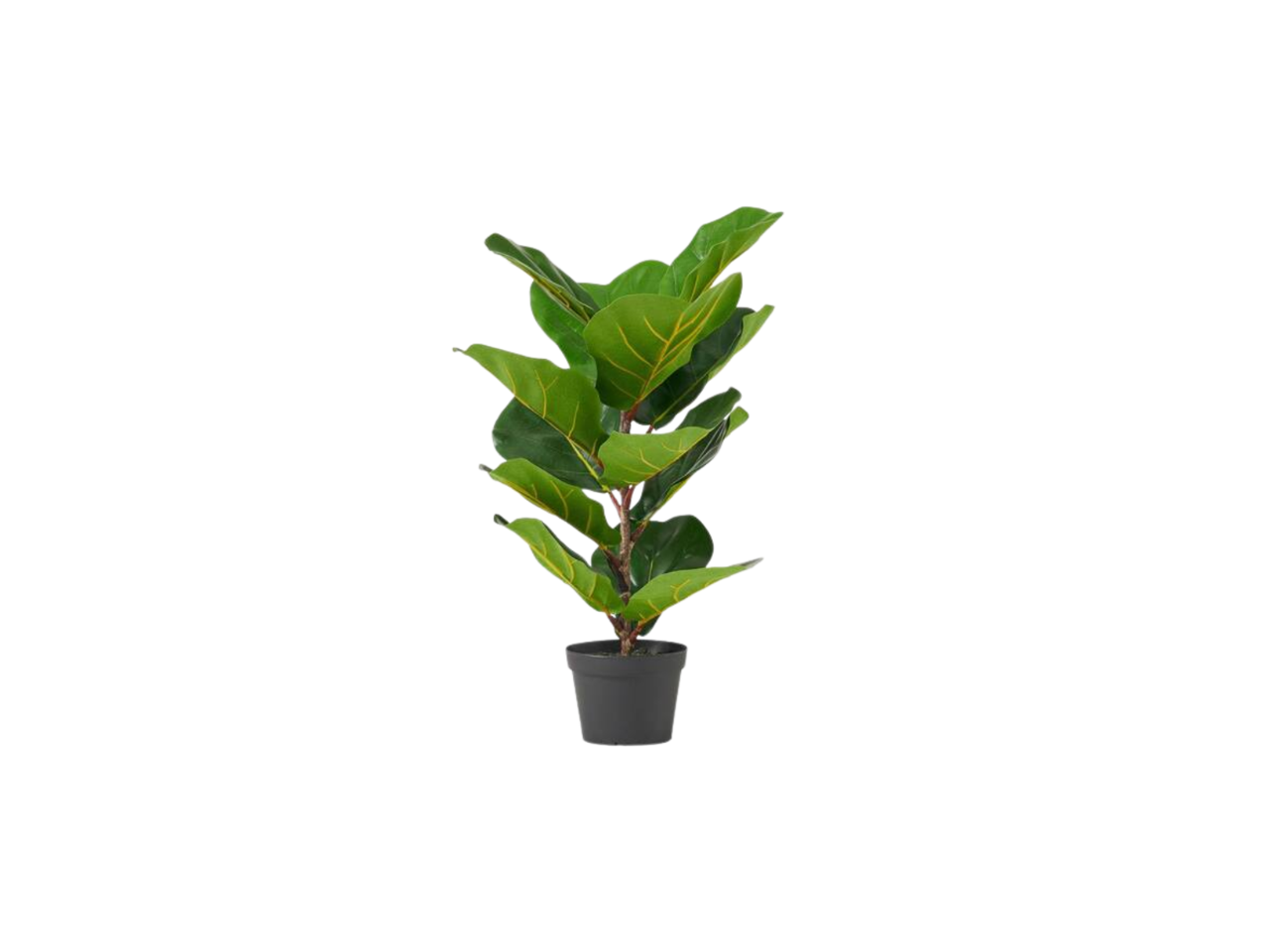 Ficus Lyrata Artificial Plant | 65CM