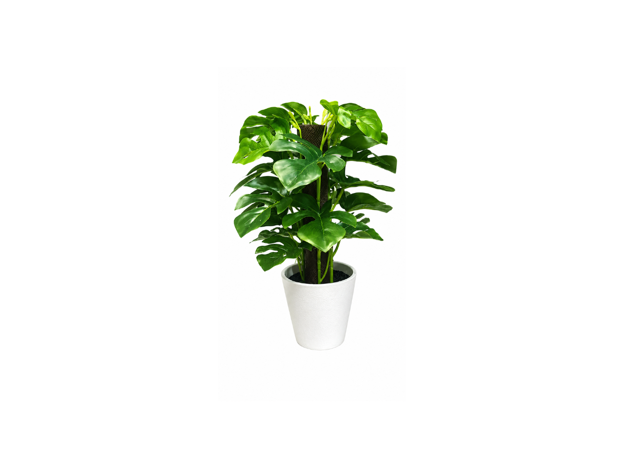 Artificial plant | Monstera
