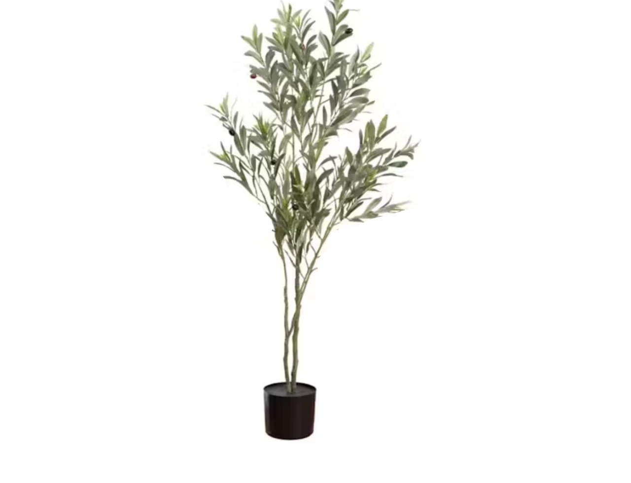 Olive Tree | 122cm