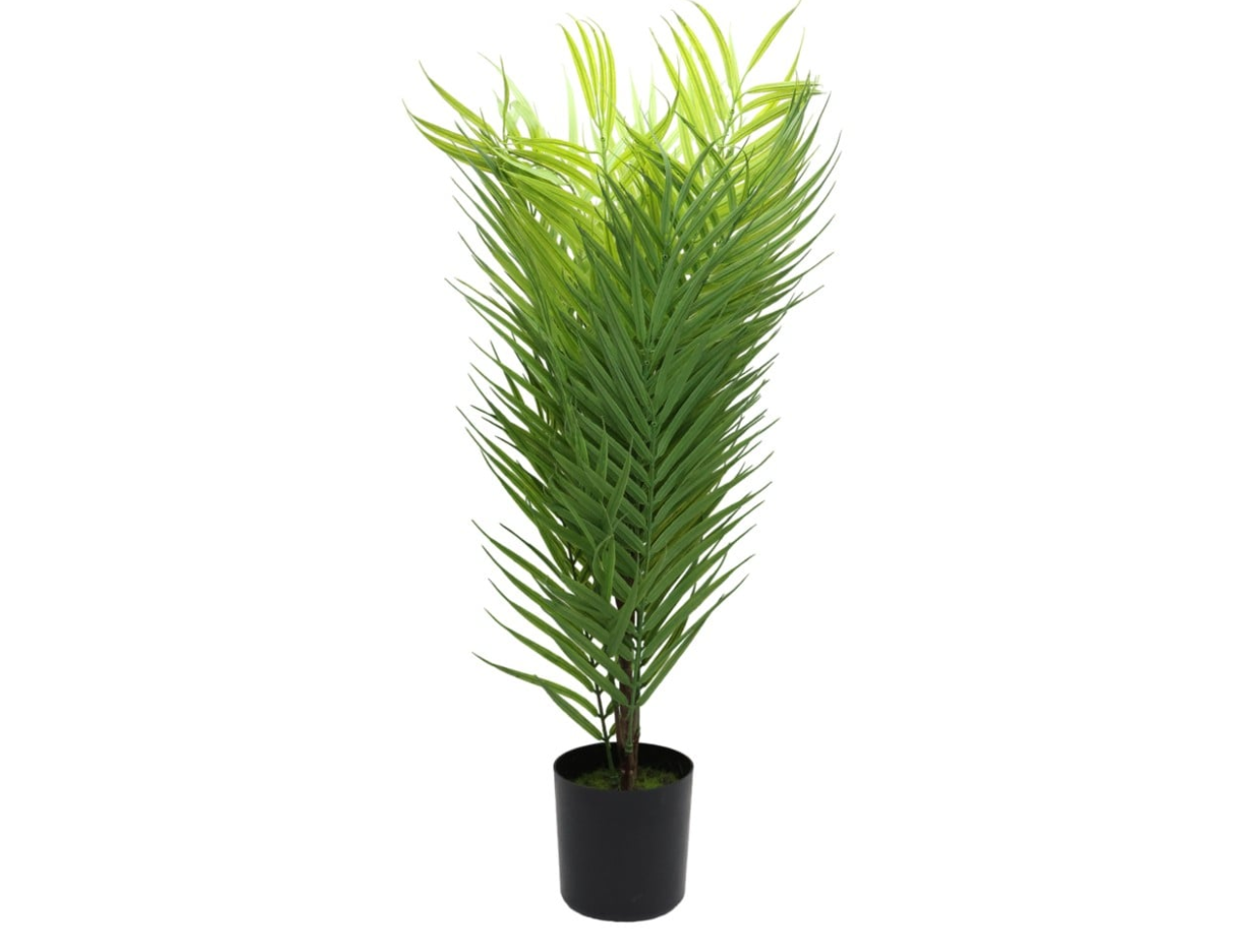 Palm Tree | 1.2m