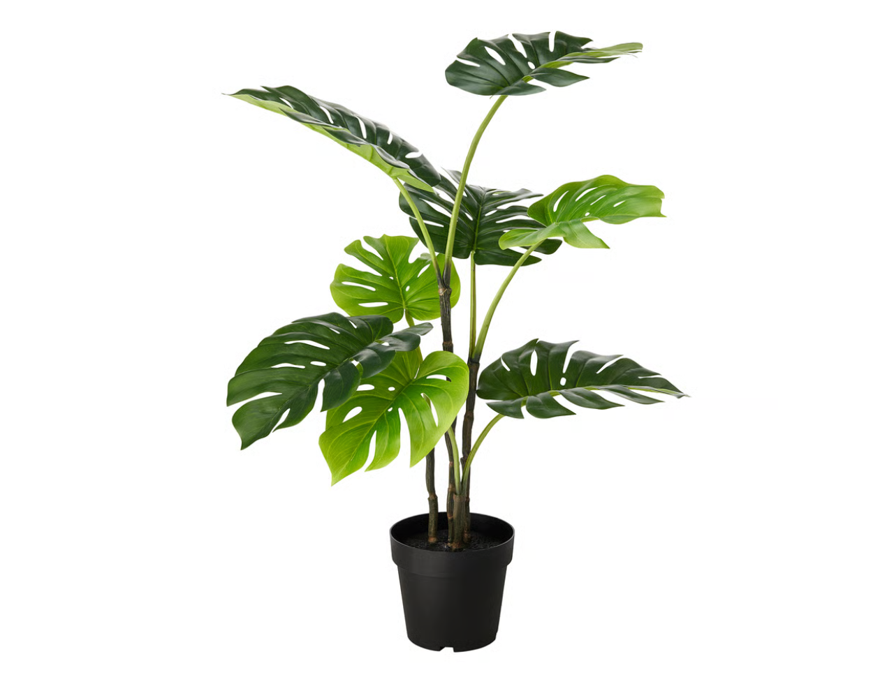 Monstera Plant | 80cm