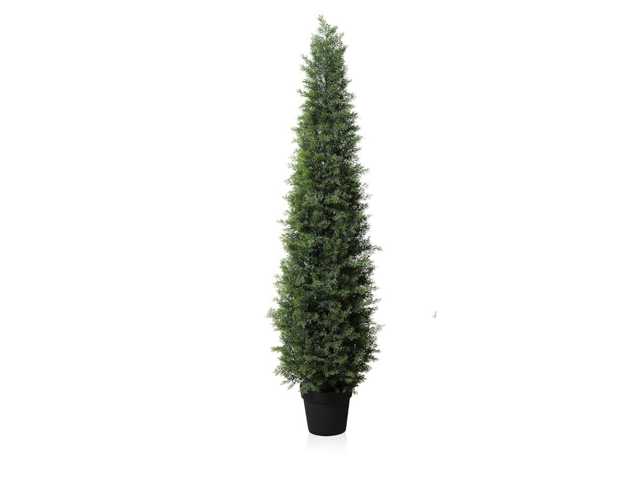 Cypress Tree | 1.2m