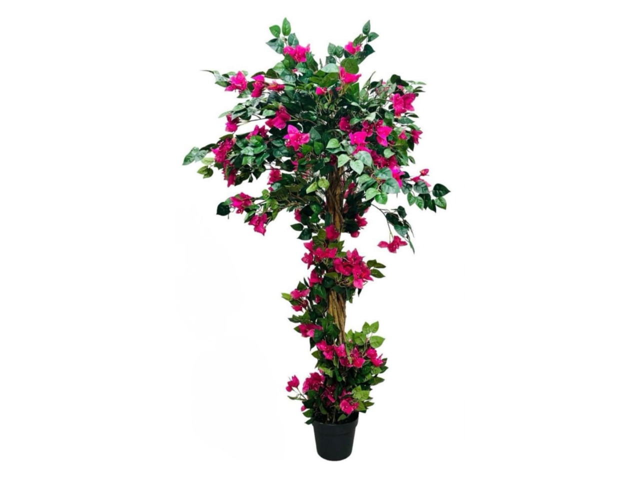 Bougainvillea Plant | 1.25m