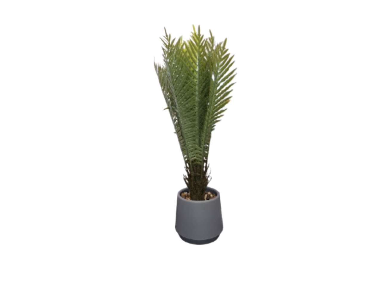 Fern Bonsai | 50cm